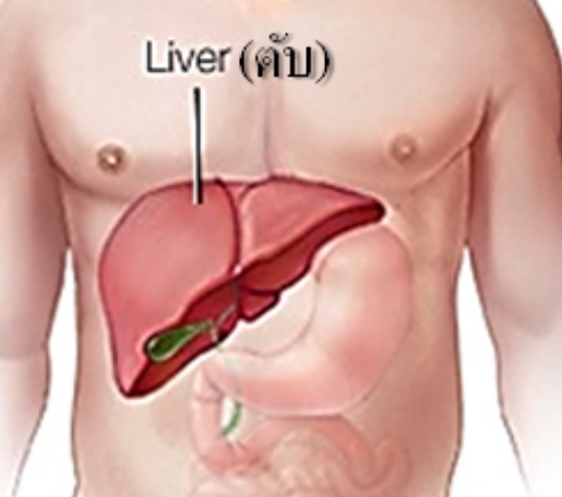 ✅️ตับอักเสบ HePaTiTis